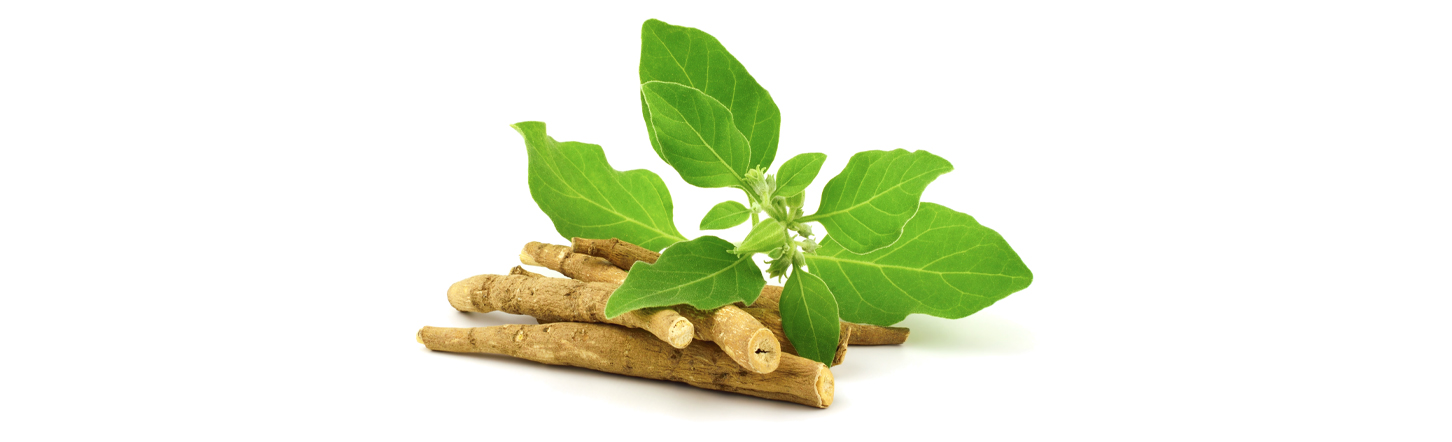 Withania somnifera (Ashwagandha): Rasayana adaptogen in Ayurvedic therapeutic practice